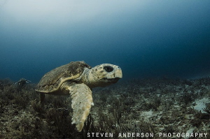 Diving off Jupiter Florida offers a wide variety of marin... by Steven Anderson 